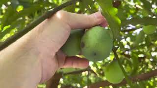 Biggest Achachairu Garcinia humilis tree in Florida [upl. by Elkraps]