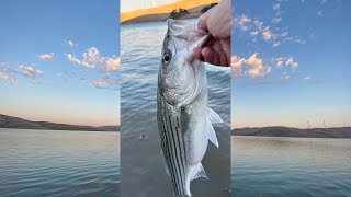 Los Vaqueros Fishing  Striped bass boil saves the day fishing stripedbassfishing fishingvideo [upl. by Occor]