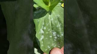 How To Prevent Powdery Mildew on Zinnia Flowers [upl. by Arraic]