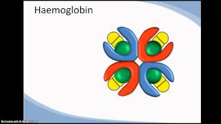 Structure and function of haemoglobin cooperativity [upl. by Maram]