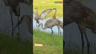 Sandhill Cranes Gracefully Flaps Wings and Calls🐤 [upl. by Gnaht213]