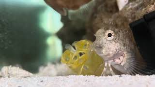 Blenny  Filefish vs Leftover Shrimp from Barramundi snacks [upl. by Yaresed]