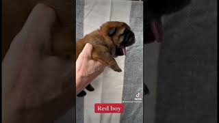 Meet my 10 day old Chow Chow puppies [upl. by Alie]