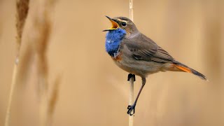 Whitespotted Bluethroat Singing  Luscinia svecica cyanecula [upl. by Ekle449]