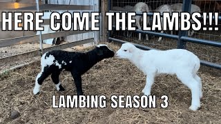 Here Come The Lambs  Lambing Season 3 [upl. by Peppel]