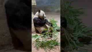 Cute panda at the Smithsonian zoo 🐼panda cuteanimals travel [upl. by Burrows]