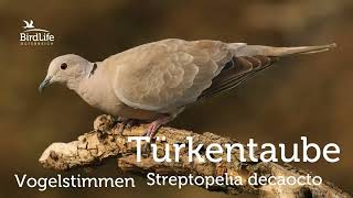 Vogelstimmen So singt die Türkentaube [upl. by Yssak]