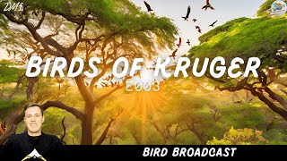 Birds of Kruger Episode 3  Bird Broadcast [upl. by Shishko]