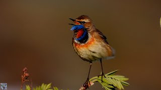 Bluethroat singing Blåstrupe sang Blaukehlchen gesang Blauwborst zang Podróżniczek śpiew p1000 [upl. by Ahsienad]