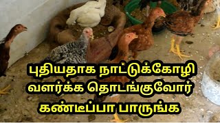 புதுசா நாட்டுகோழி வளர்க்க ஆசையா 15 Tips  How to start growing country chicken [upl. by Ardnauqal842]