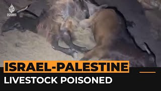 Israeli settlers poison Palestinian livestock in occupied West Bank  Al Jazeera Newsfeed [upl. by Amme552]