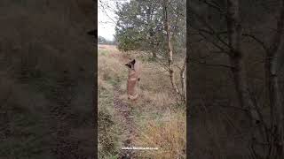 Scent work sent in by a client dogs dogtraining malinois scentwork [upl. by Terza]