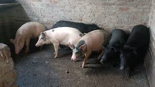 दिल्ली में जिंदा सूअर 170 रुपए किलो Seelampur Metro Station Pig Farming [upl. by Lukash]