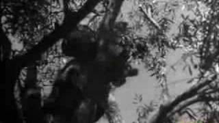 La kabylie en 1946 clip01 [upl. by Lipps]