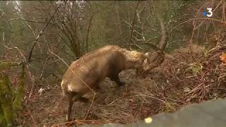 Un bouquetin sinstalle au village aux Houches en HauteSavoie [upl. by Hurlow259]