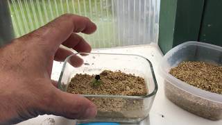 02 How to grow strawberries from seeds Cum poti creste Capsuni din seminte [upl. by Uri]