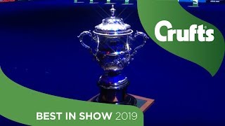 Best in Show at Crufts 2019 [upl. by Yahsed961]