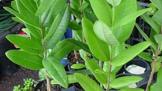 Sandalwood Trees [upl. by Gnuj]