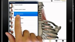 Watch neck flexion shoulder abduction and knee flexion in Muscle Premium [upl. by Atterehs]