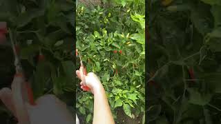 Pepper Harvesting in my Mothers Garden 🌶️cebuphilippines batotoledocebu [upl. by Attelocin]