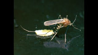 How do mosquitoes reproduce  Just Earth [upl. by Maxama]