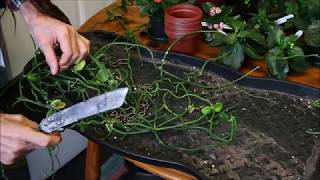 How to take cuttings from Ceropegia sandersonii Part1 [upl. by Onahpets]