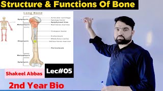 Structure Functions amp Composition Of Bone Support and Movement [upl. by Bunce]