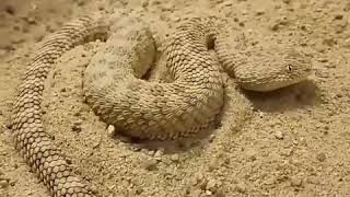 Dangerous PIVNA snake of JAISALMER Rajasthan [upl. by Natie]