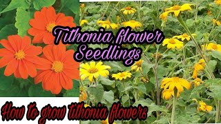 Tithonia flower Seedlings how to grow tithonia plant summer flower plant by gardenlover [upl. by Wilow]