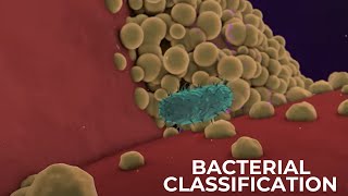 Classification of Bacteria on the basis of Respiration  Shapes amp Cell Wall Composition [upl. by Nnylram]