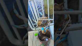 Crabbing amp Having Fun crabbing bluecrab crabboil howtocrab fishing floridaoutdoors florida [upl. by Ralf]