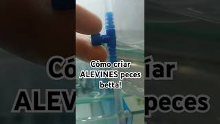 Criando peces Bettas Sistema de goteo casero Tutorialshort [upl. by Effy]