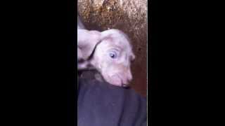 Baby Weimaraner von Hubertus [upl. by Edda687]