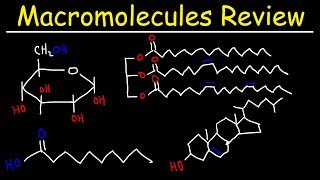 Macromolecules Review [upl. by Urson554]