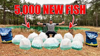 STOCKING My BACKYARD POND w 5000 New Fish Feeding FRENZY [upl. by Angelique]