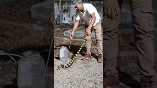 Banded krait india bandedkrait youtube trending viralvideo [upl. by Demmahum]