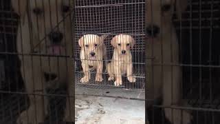 Labrador Puppies barking labradorretriever labradorpuppy labrador lablove lab labradorshorts [upl. by Itsim]