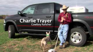 How to Train amp Handle The Cowdog DVD FOR SALE [upl. by Neema962]