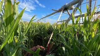 Broken tire in a corn field [upl. by Relyhs556]