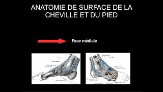 Anatomie de surface cheville et pied  Face médiale [upl. by Halie]