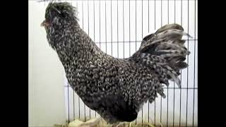 Poland cuckoo National Poultry Show Switzerland 2022 [upl. by Ecyak]