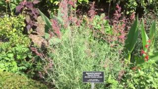 Apache Sunset  Agastache rupestris  Sunset hyssop [upl. by Nirrej908]