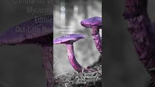 The Violet Cort one of the most beautiful mushrooms mushrooms cortinarius fungiidentification [upl. by Oguh]