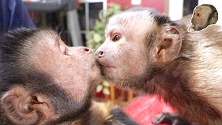 Capuchin Monkey Makes a New Friend FIRST MEETING [upl. by Steinway]