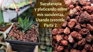 Sucuterapia Trasplantando suculentas y usando Tezontle ¿Para que sirve Pt 2 [upl. by Ronen]