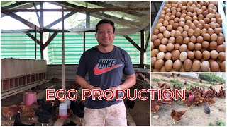 Freerange Chicken Farming  FARMING TIPS TO INCREASE EGG PRODUCTION [upl. by Arihsan]