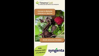 Manejo de Botrytis cinerea en berries con Timorex Gold [upl. by Geneva]