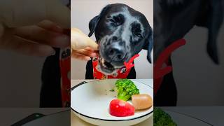 Dog eating broccoli 🥦🌶️❤️🐈‍⬛ shorts dog dogs animals youtubeshorts [upl. by Goode]