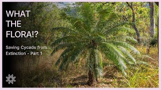 What the Flora S03E01 Saving cycads from extinction PART 1 [upl. by Corron]