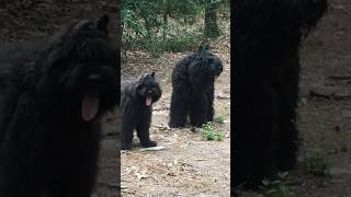 She is a scary puppy 😂 bouvierdesflandres funnydogs shorts puppy herdingdog [upl. by Cristen]